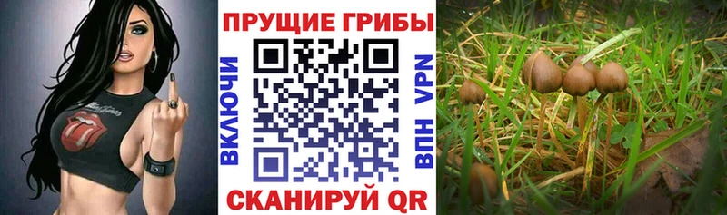 Галлюциногенные грибы ЛСД  цены   Гагарин 